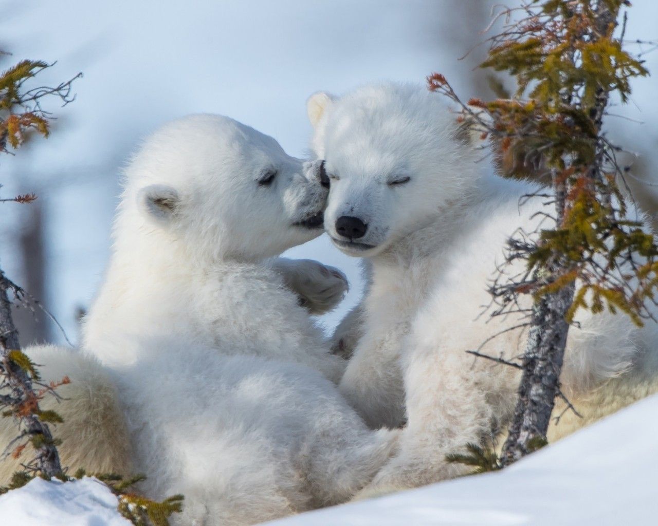 Download 1280x1024 Polar Bears, Cute, Winter, Snow Wallpaper