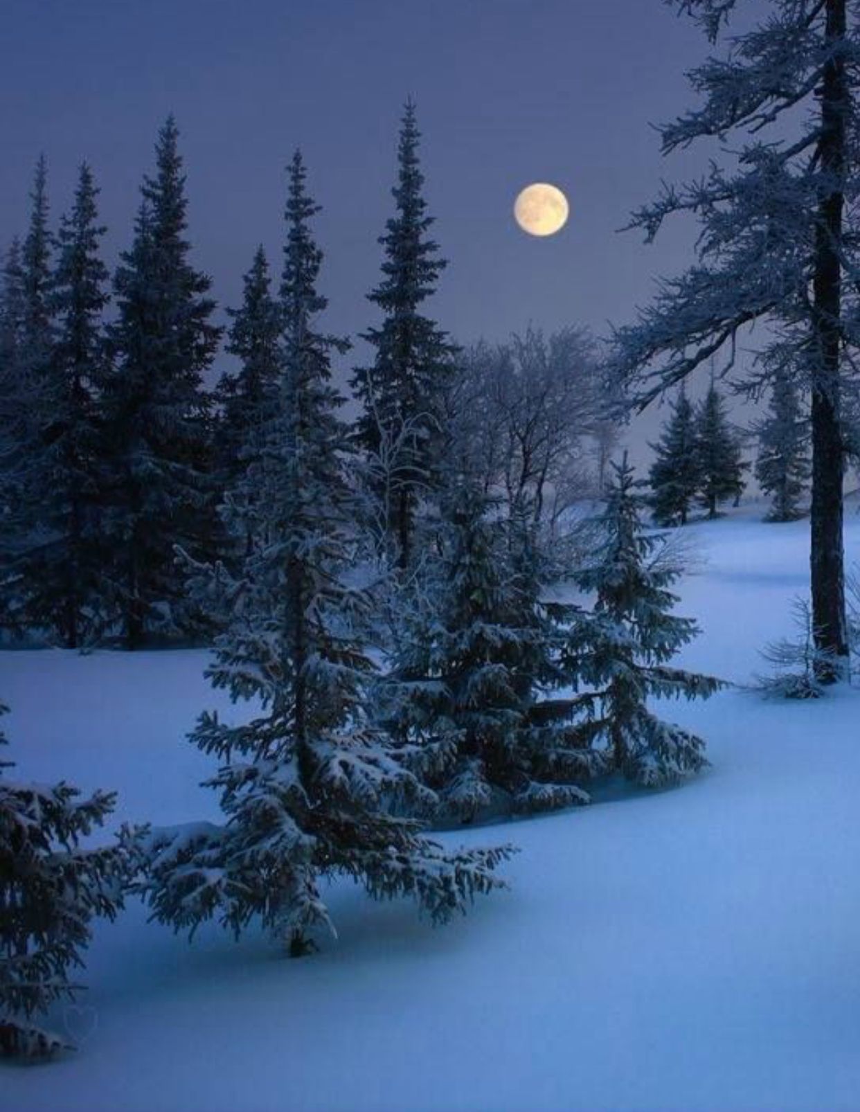 I love moonlight on fresh fallen snow ♡. Winter scenery, Winter landscape, Winter photography