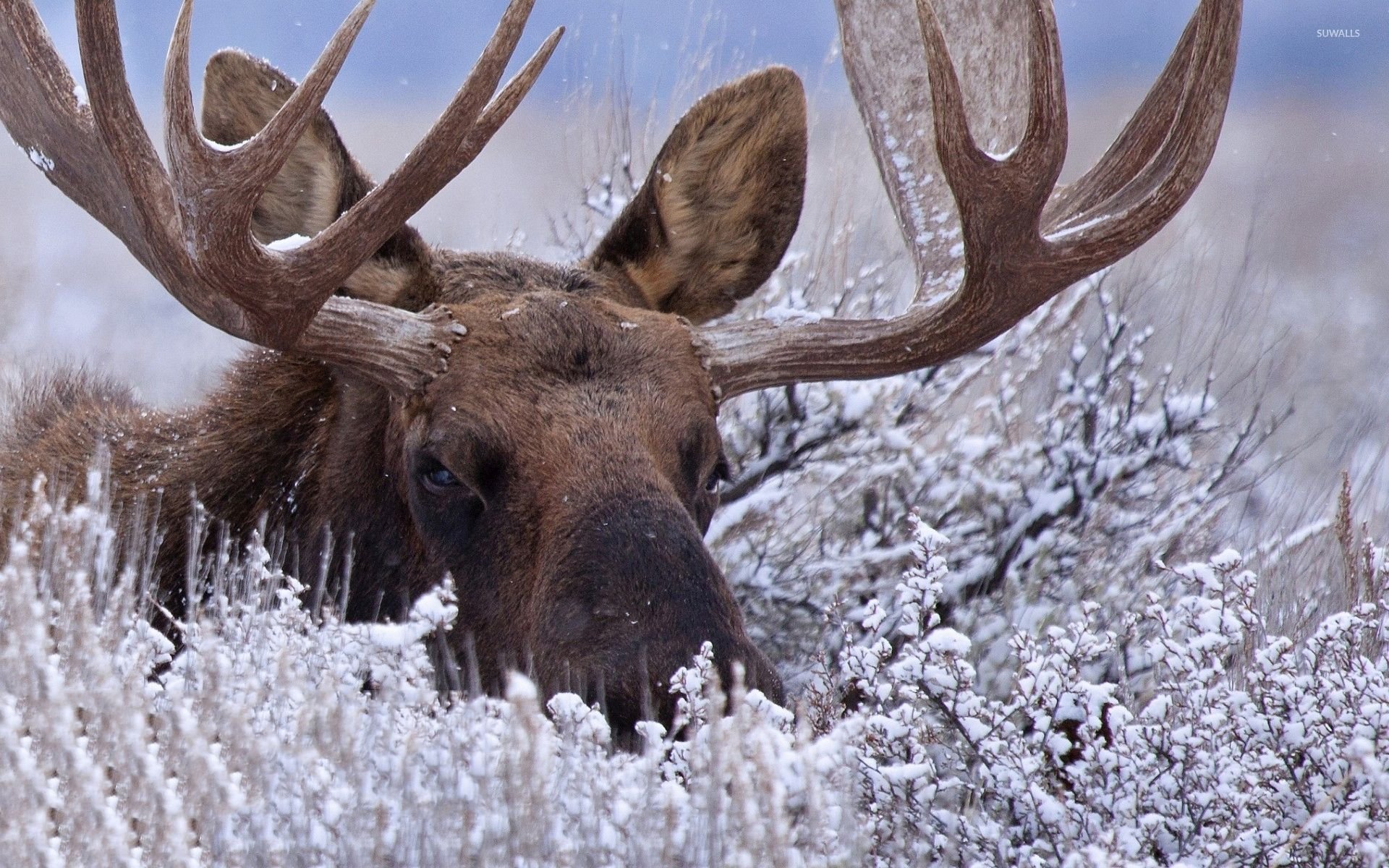 Moose in the snowy grass wallpaper wallpaper