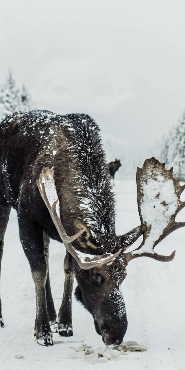 Download Black Moose On Grass Deer Hunting Wallpaper  Wallpaperscom
