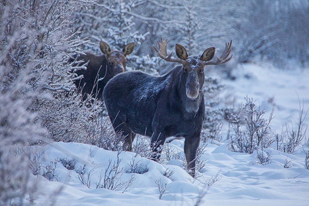 Picture Moose Winter Snow Animals