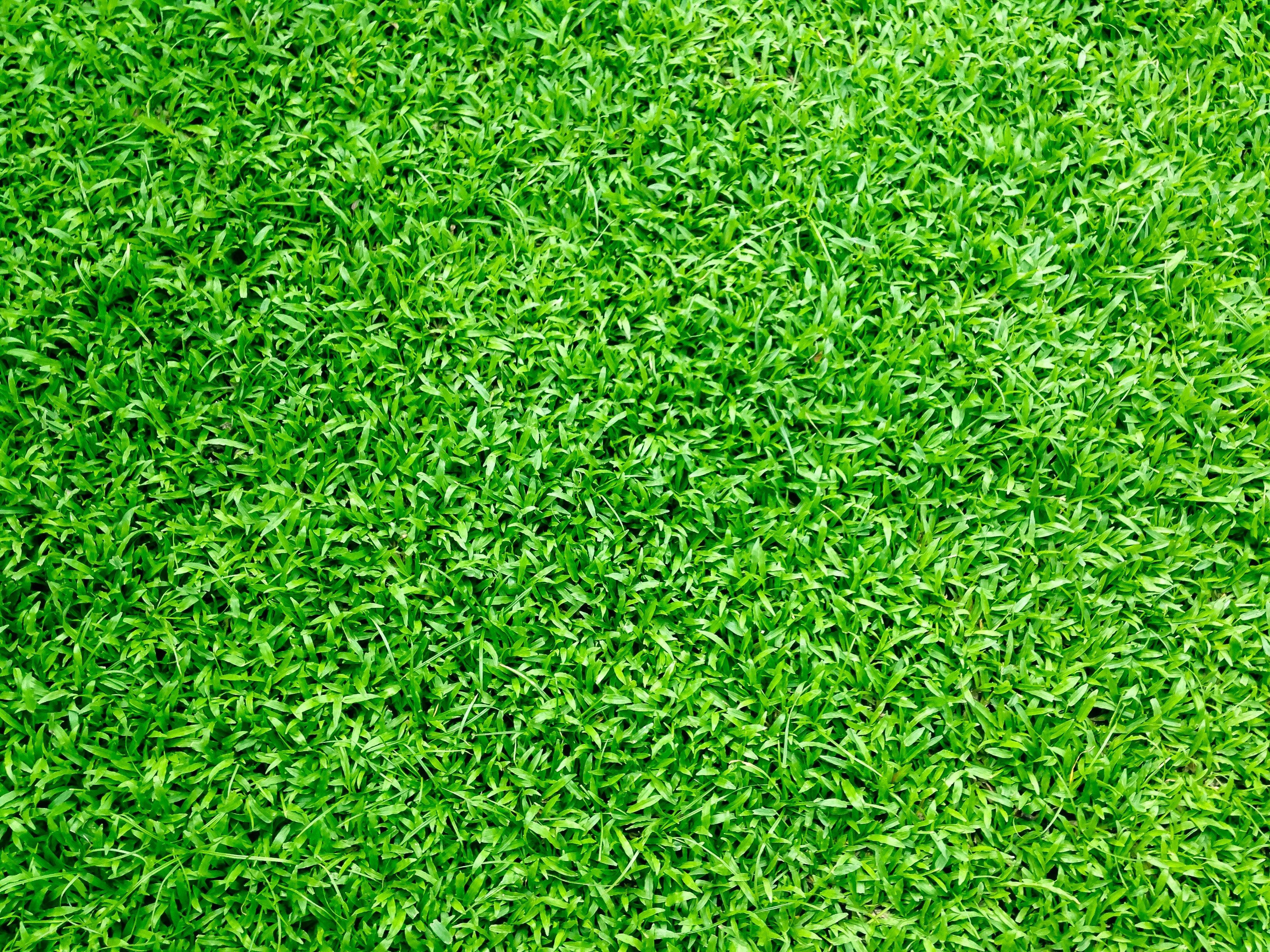 Green Grass · Free