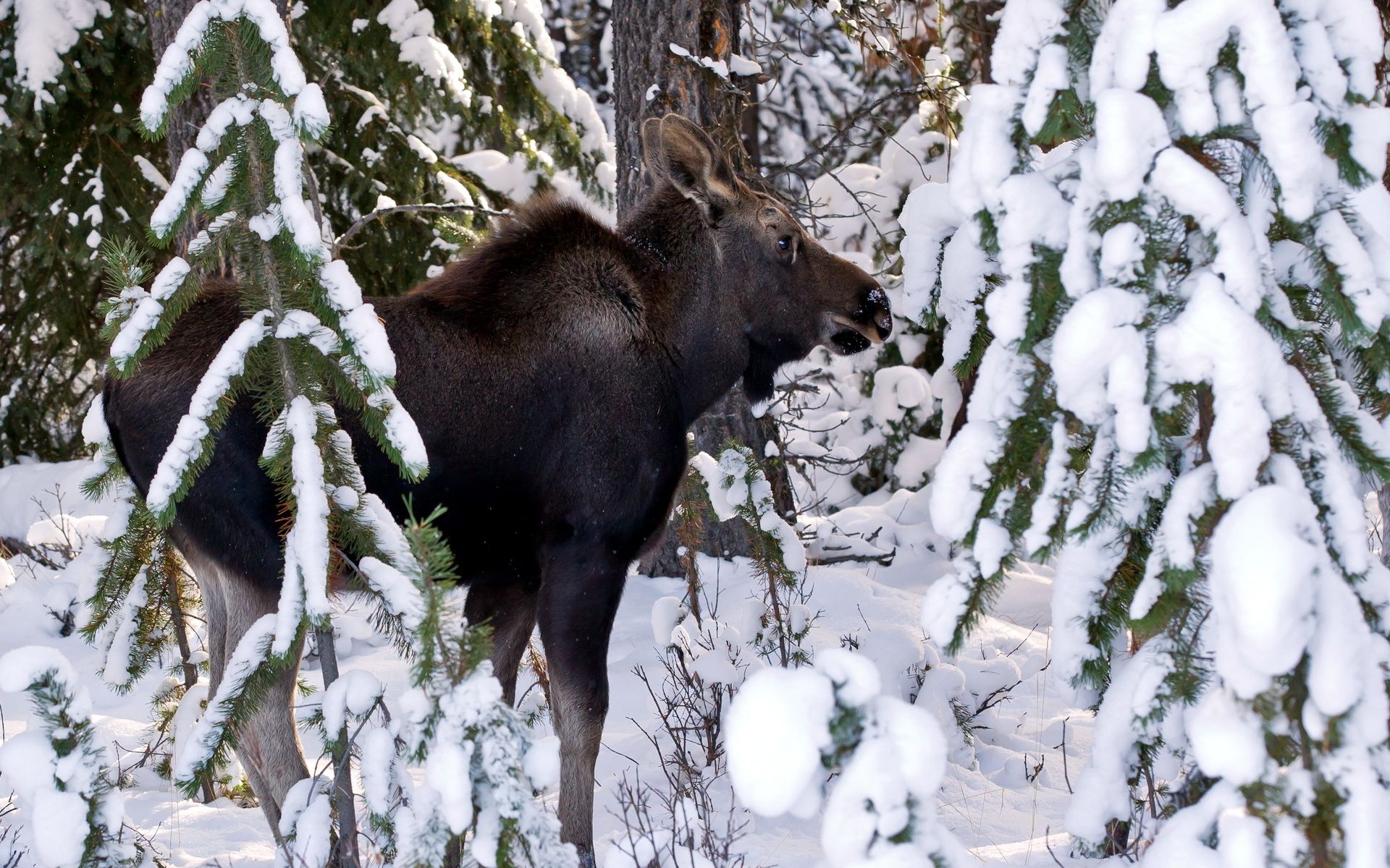 Moose deer winter snow wallpaperx1200