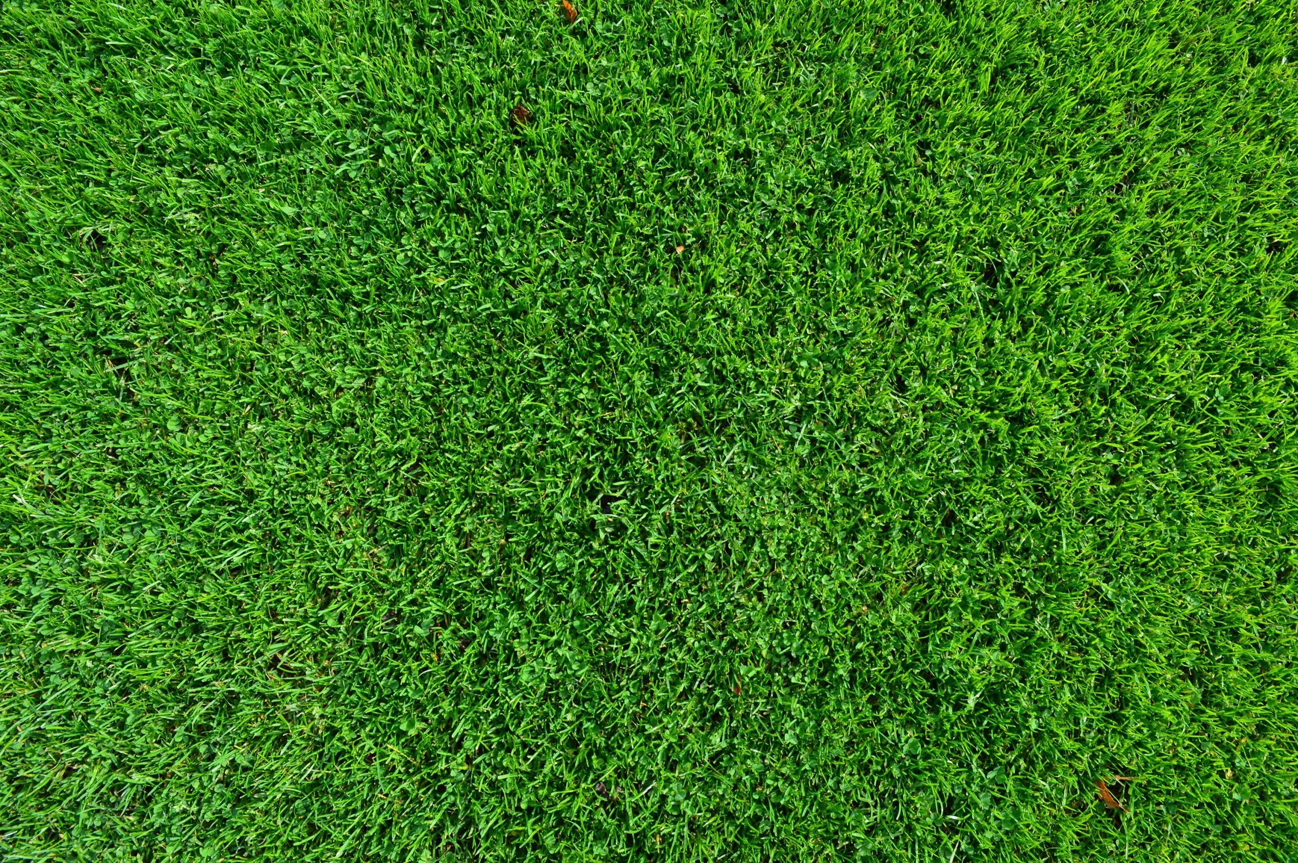 Grass Background Wallpaper · HD Wallpaper