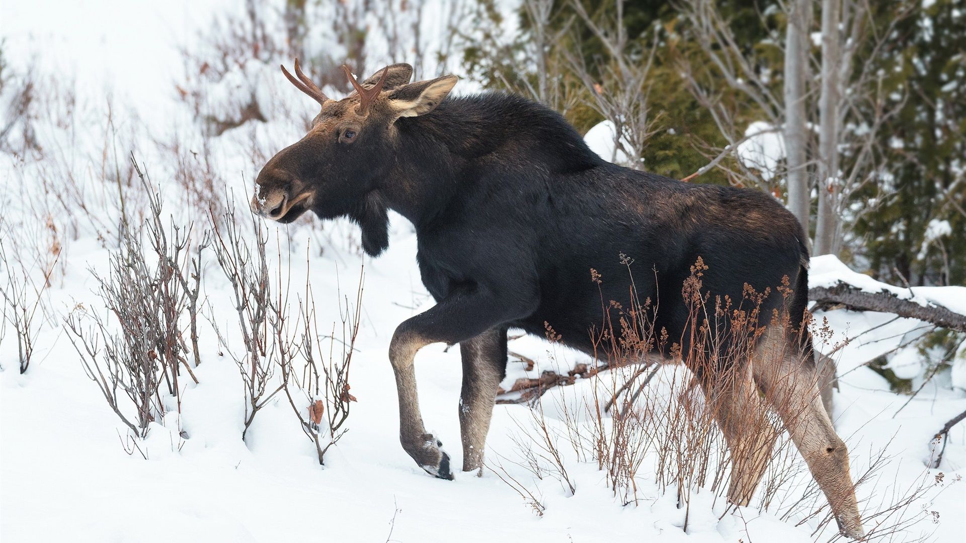 Wallpaper Winter animal, moose, snow 1920x1440 HD Picture, Image