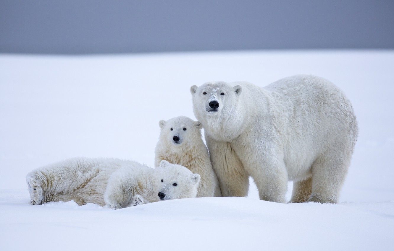 Wallpaper winter, snow, bears, Alaska, bears, polar bears, bear, cubs image for desktop, section животные