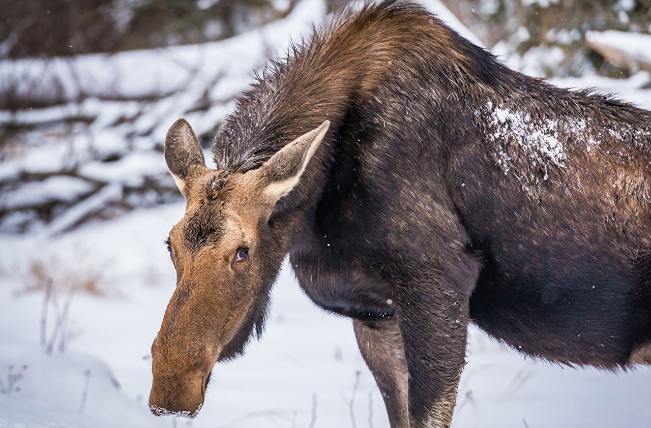 Desktop Wallpaper Moose Winter Glance Animals