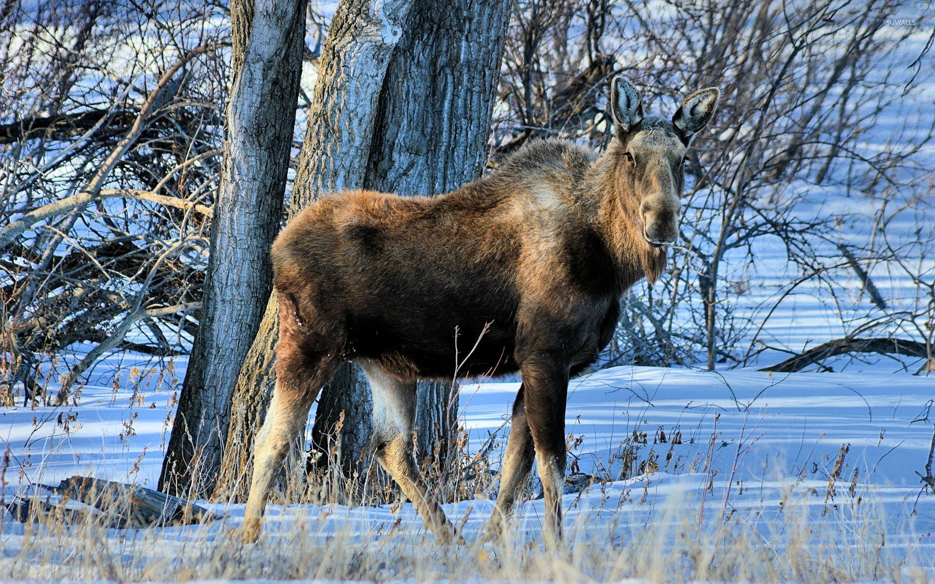 Moose in the winter forest wallpaper wallpaper
