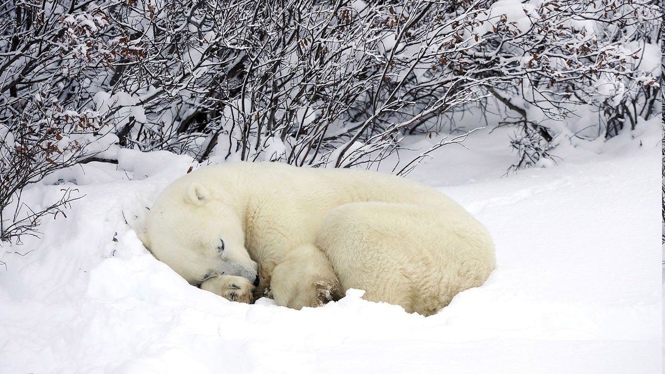 nature, Animals, Winter, Snow, Polar Bears Wallpaper HD / Desktop and Mobile Background