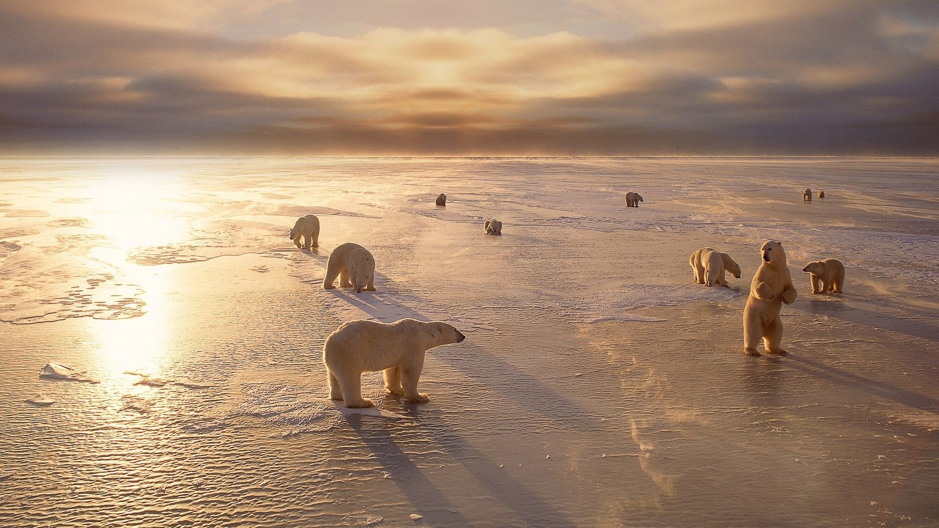 Wallpaper Polar bears, cold, winter, snow, sunset 1920x1200 HD Picture, Image