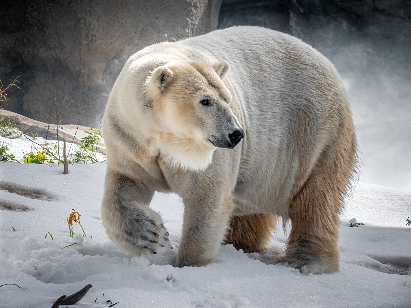 Picture Polar bears Winter Snow Animals