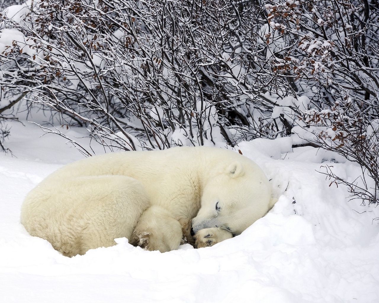 Download wallpaper 1280x1024 polar bears, sleeping, forest, snow, winter, warm standard 5:4 HD background