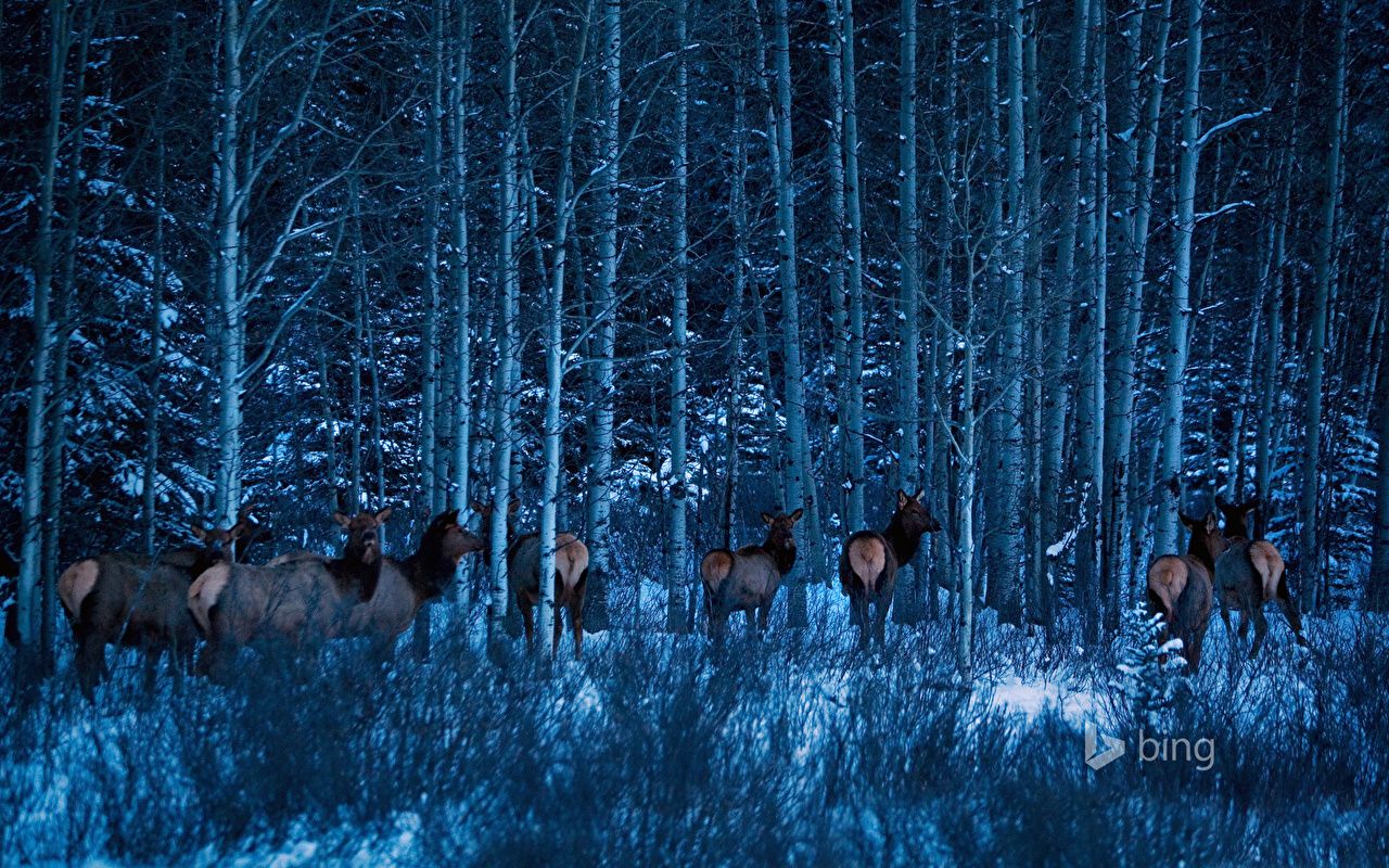 Desktop Wallpaper Moose Banff Canada Alberta Nature Parks forest