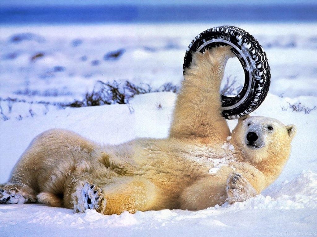 Polar Bear Tyre Winter Artleo Bears Wallpaper Picture Free. Desktop Background