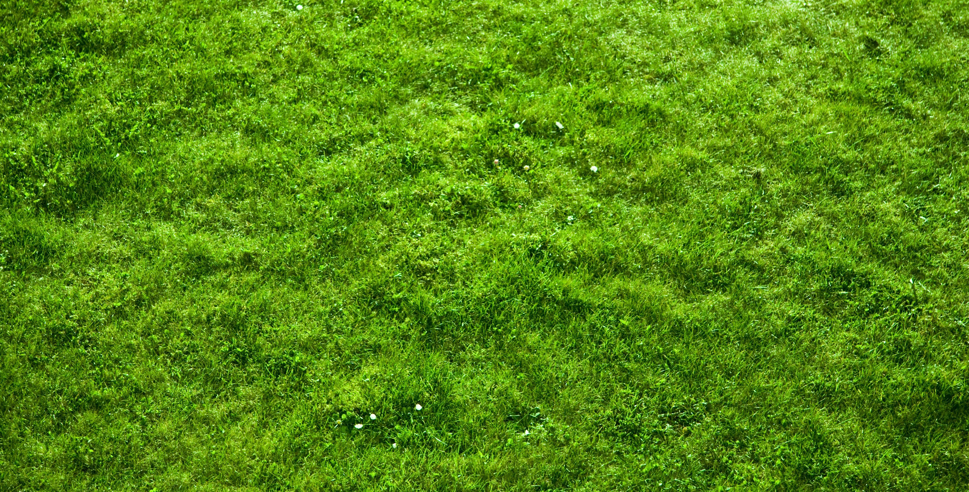 moss. you are viewing moss HD wallpaper color palette tags moss category. Grass wallpaper, Windows wallpaper, Grass textures