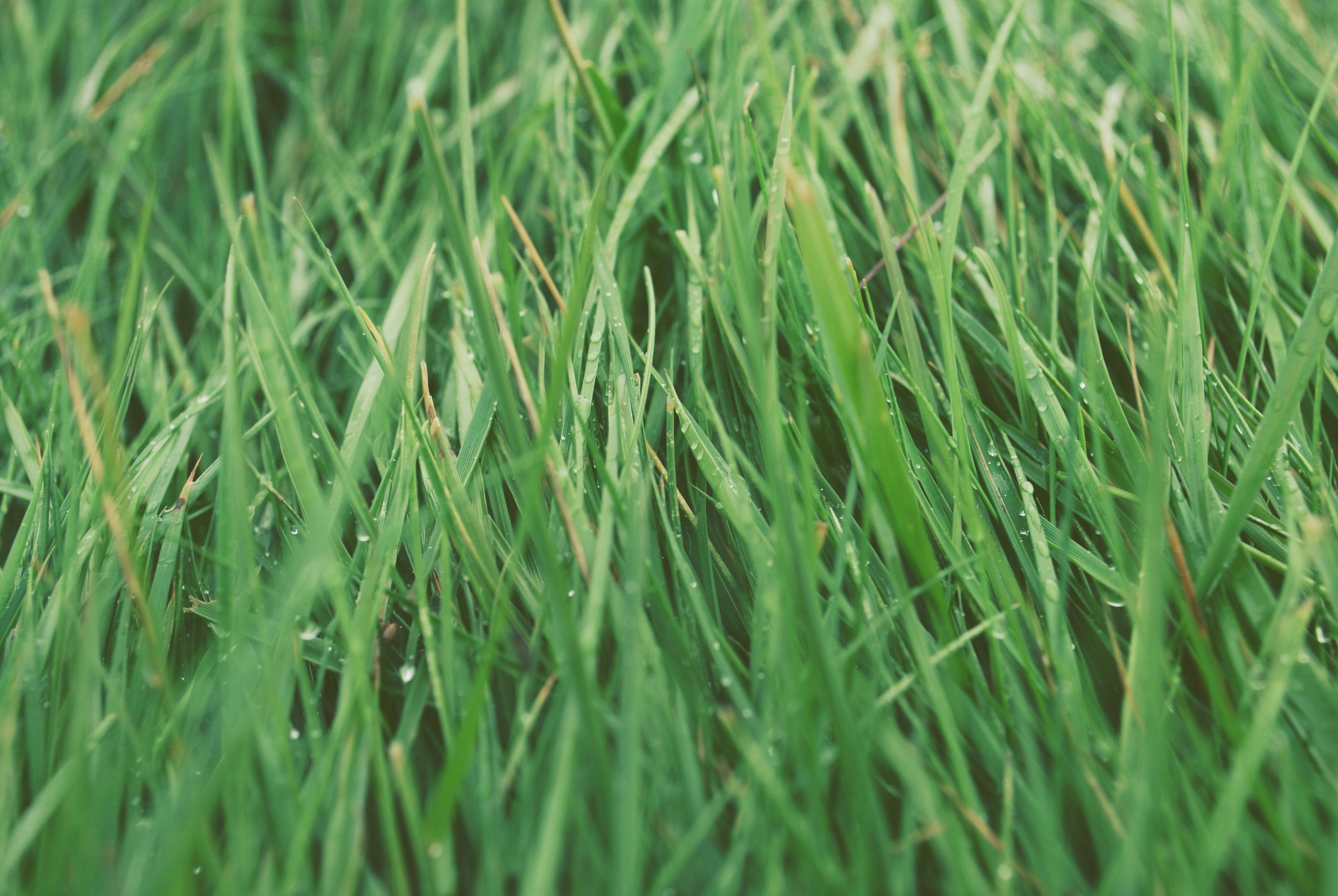 Grass Picture. Download Free Image