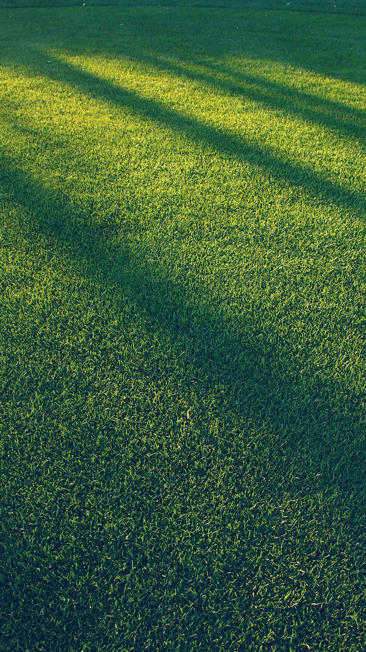 Lawn Grass Sunlight Green Blue Pattern Wallpaper