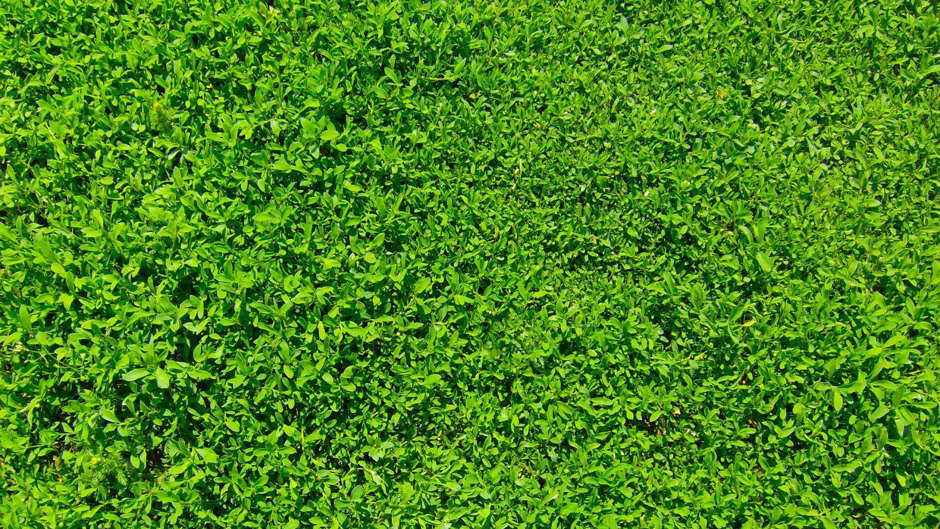 Fresh green grass.Wallpaper for Android