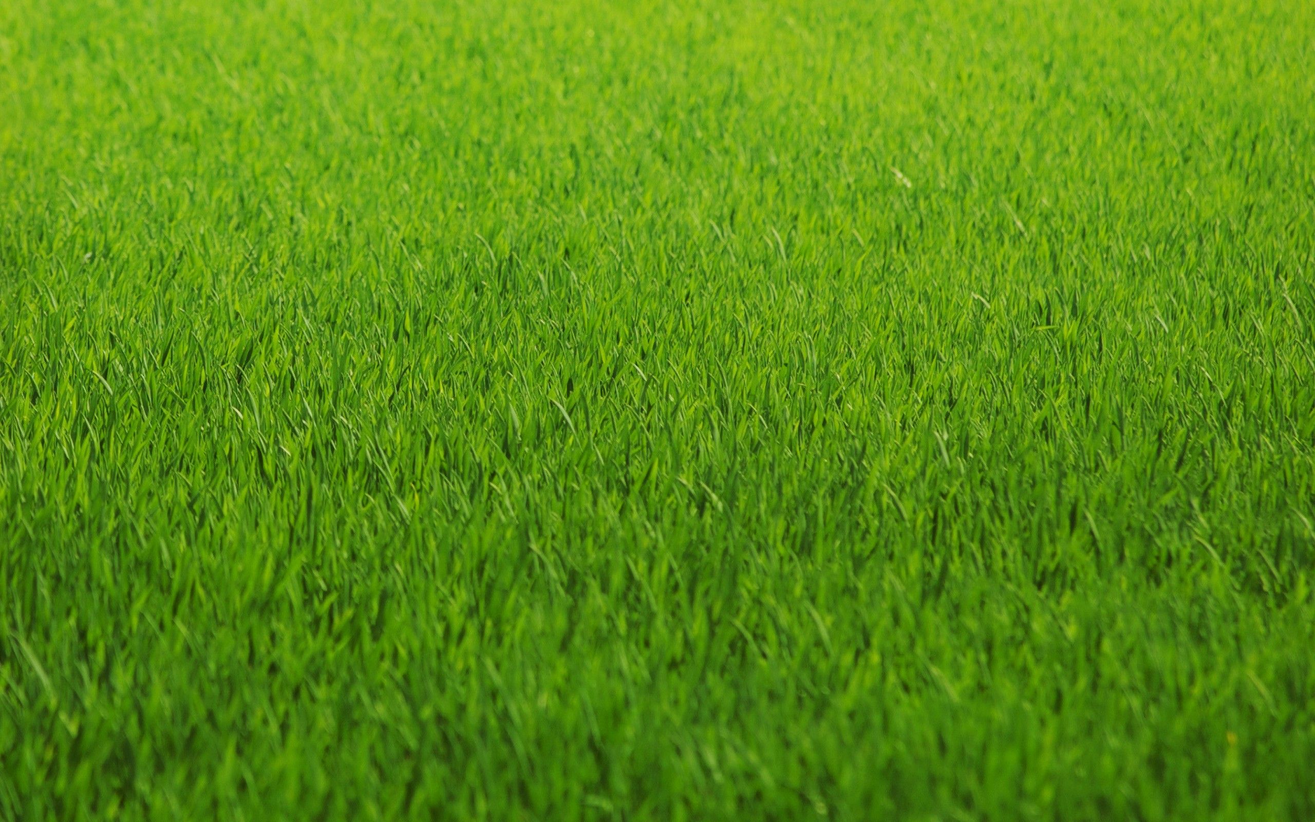 Green Nature Grass Fields Lawn HD Wallpaper