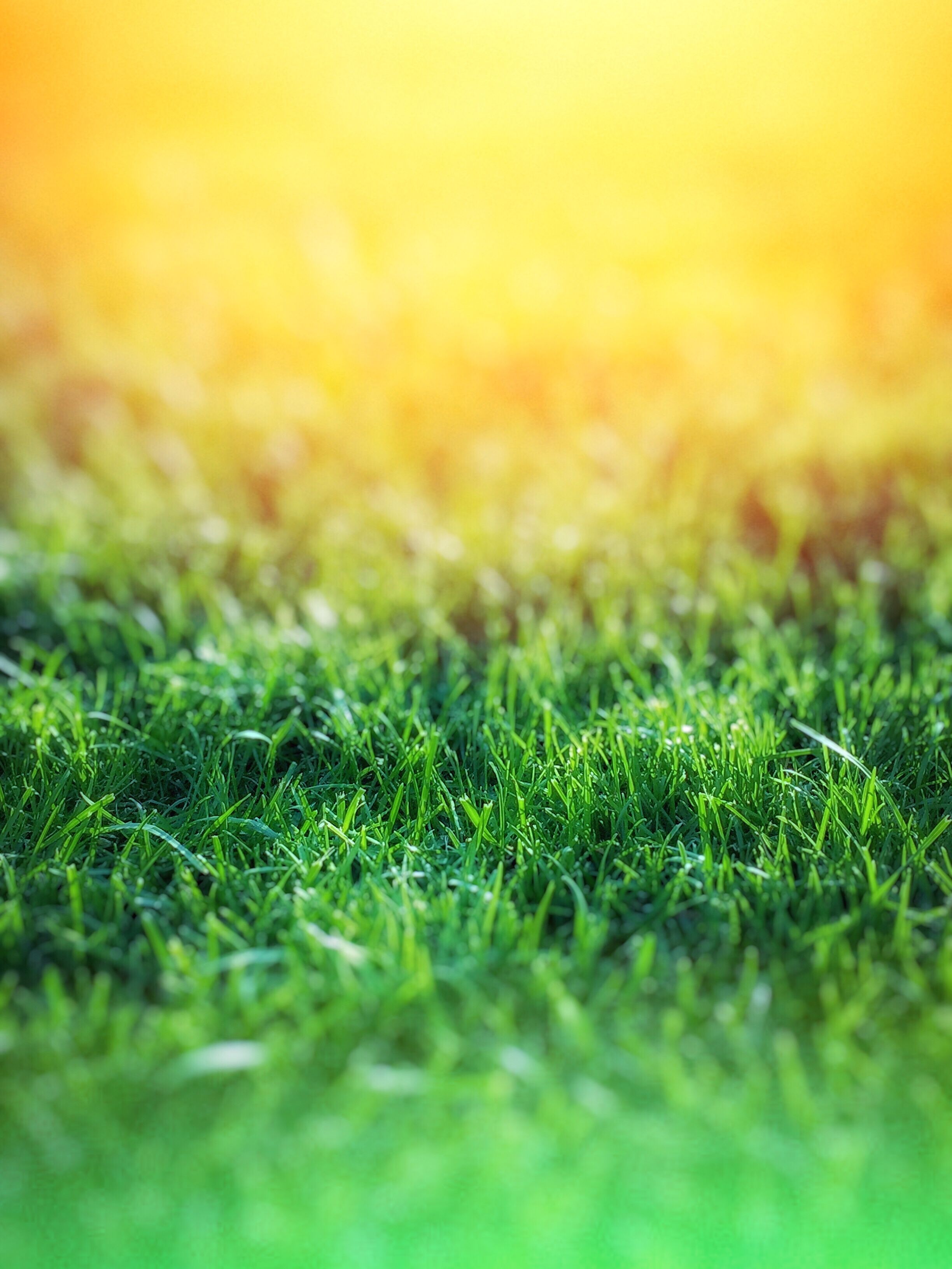 Green Grass over Yellow Background · Free