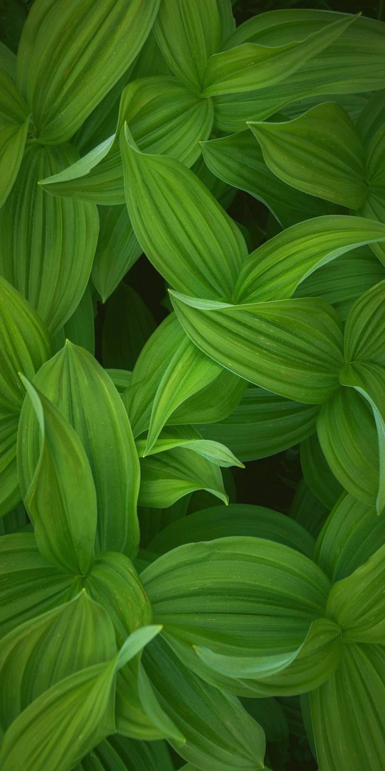 Green Leaf Simple Nokia 1080X2160 HD Wallpaper ⋆ Traxzee