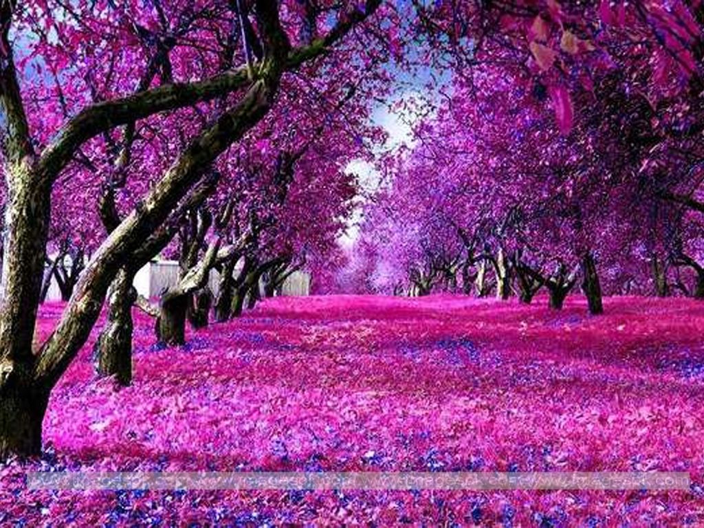 Beautiful Purple Nature And Pink Nature HD Wallpaper