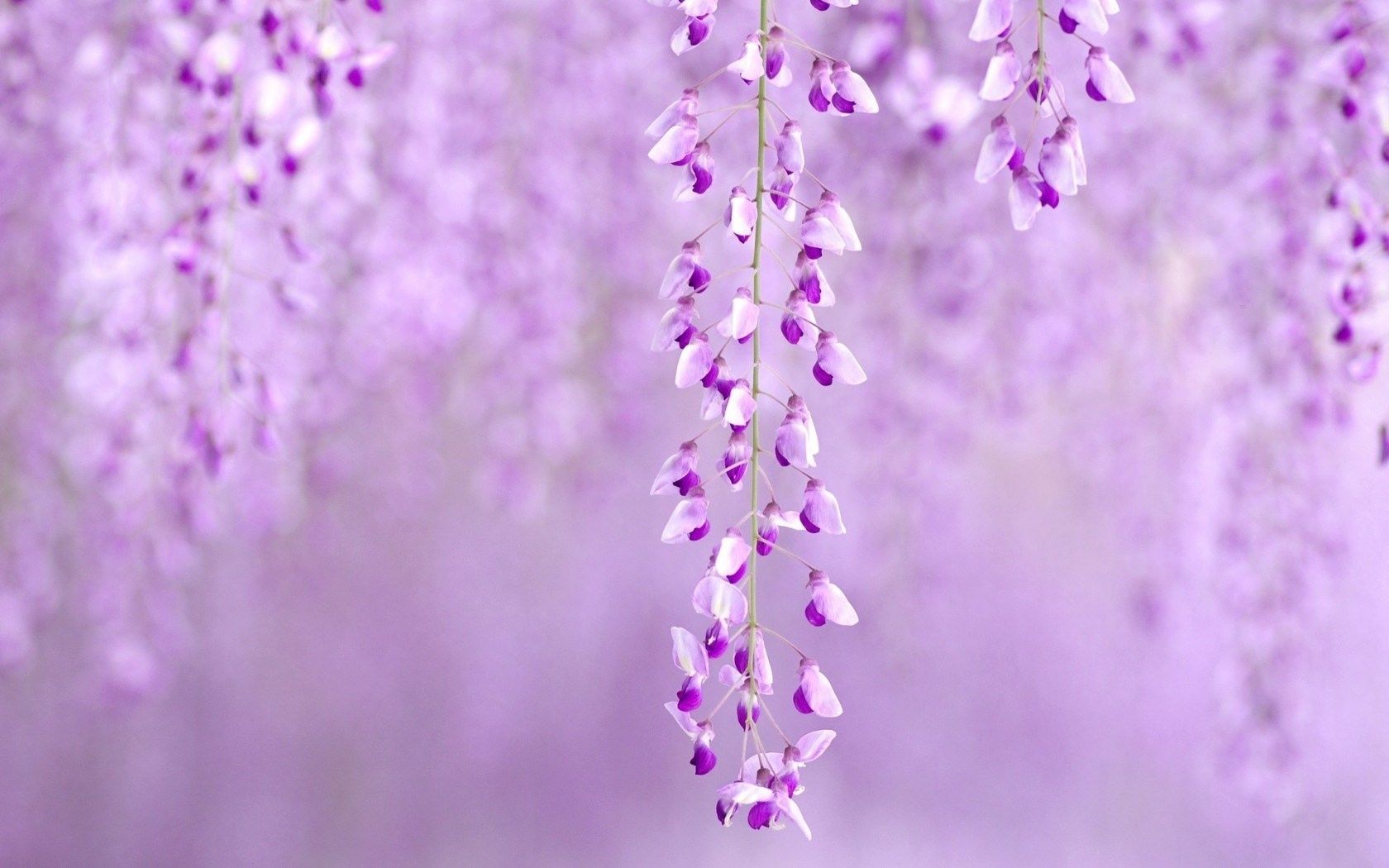 Flowers Wisteria Purple Nature Wallpaper