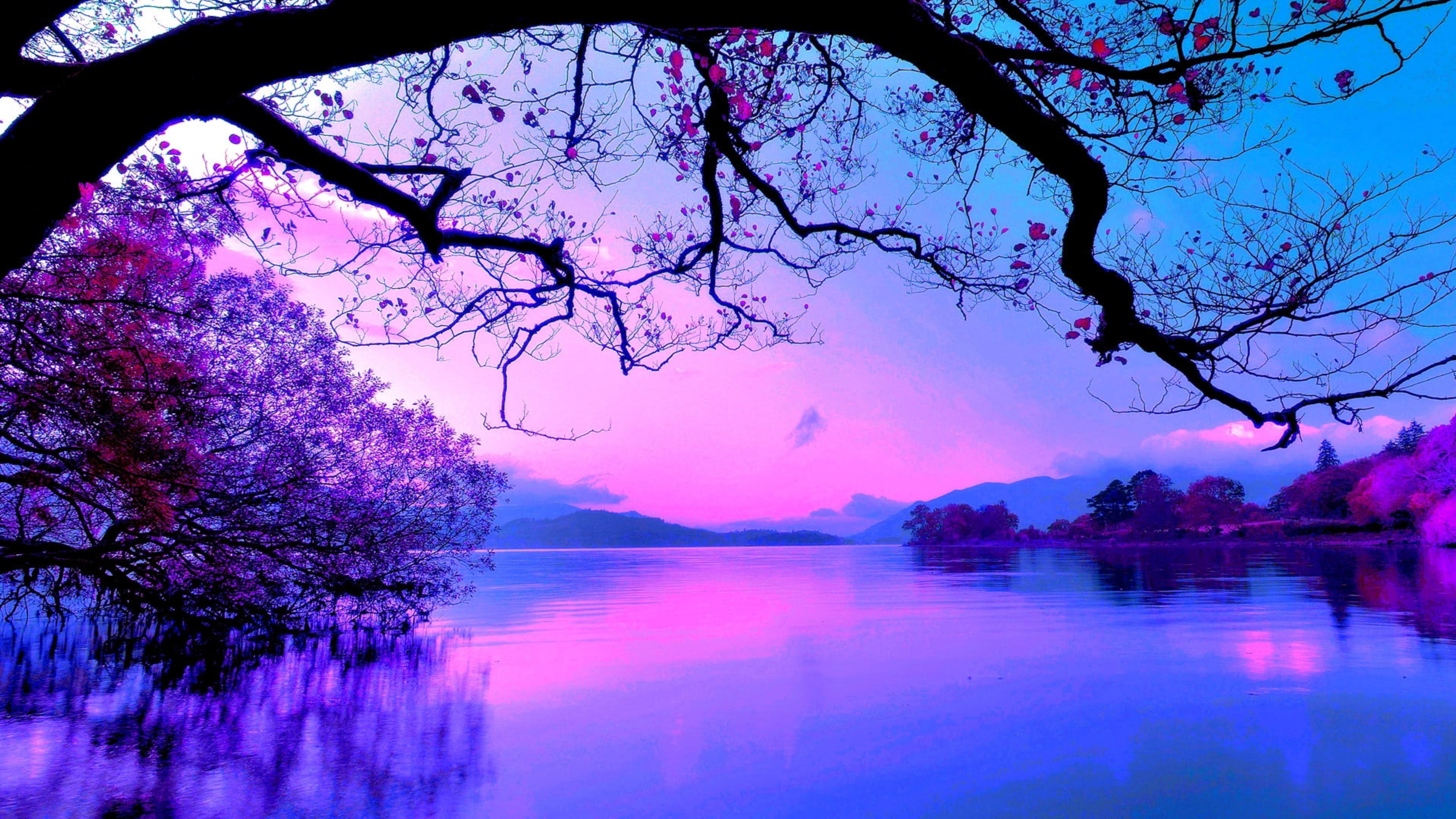 Beautiful Purple Sky And Trees With Reflection On Body Of Water 4K HD Nature Wallpaper