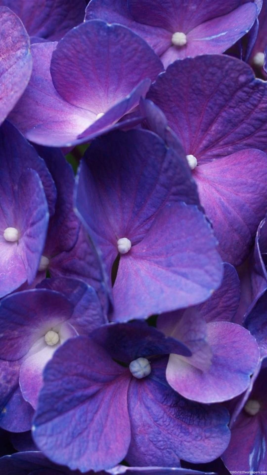 Flower Purple Nature Wallpaper HD