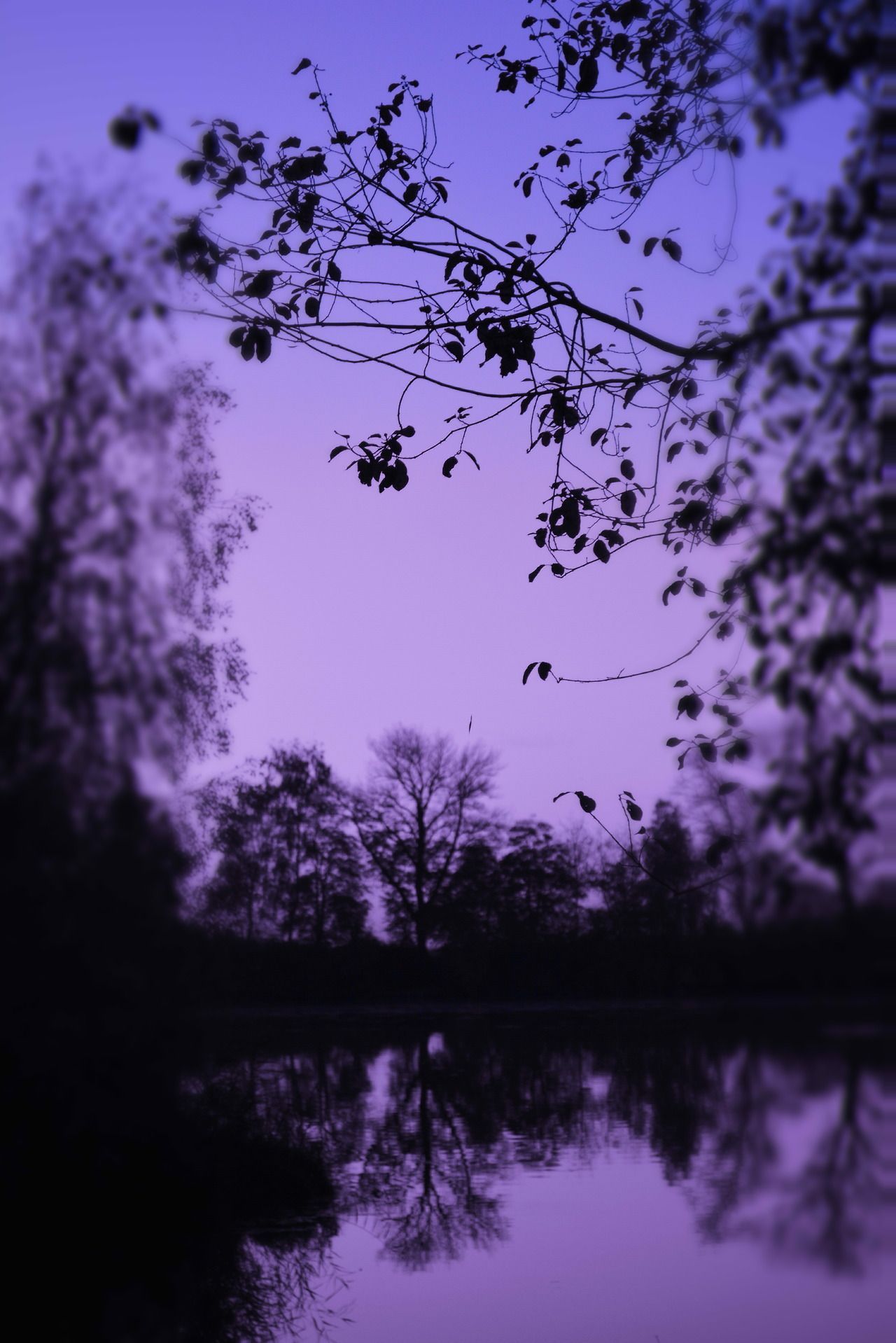 frostklamm: “a living hope ”. Purple aesthetic, Violet aesthetic, Lavender aesthetic