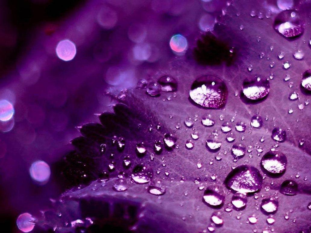 Purple Nature Wallpaper Free Purple Nature Background