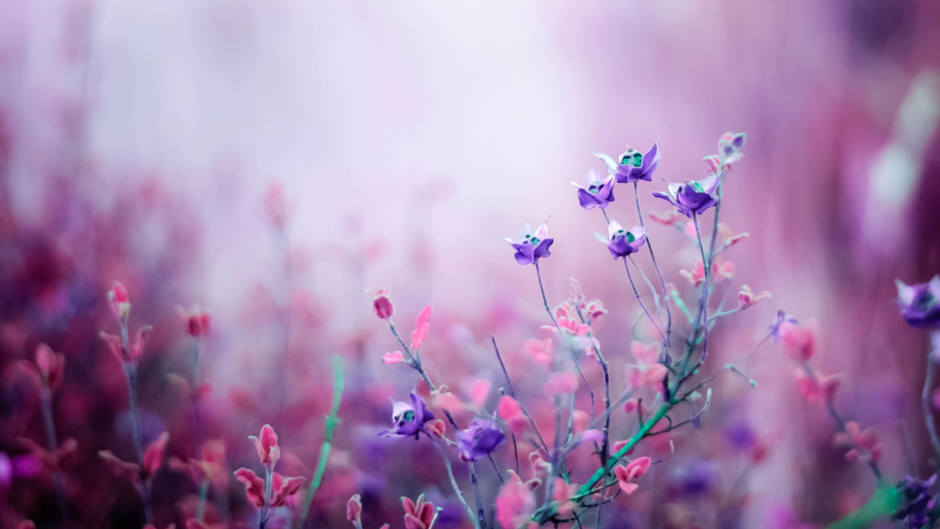 Wallpaper Wildflowers, 4k, HD wallpaper, purple, Nature