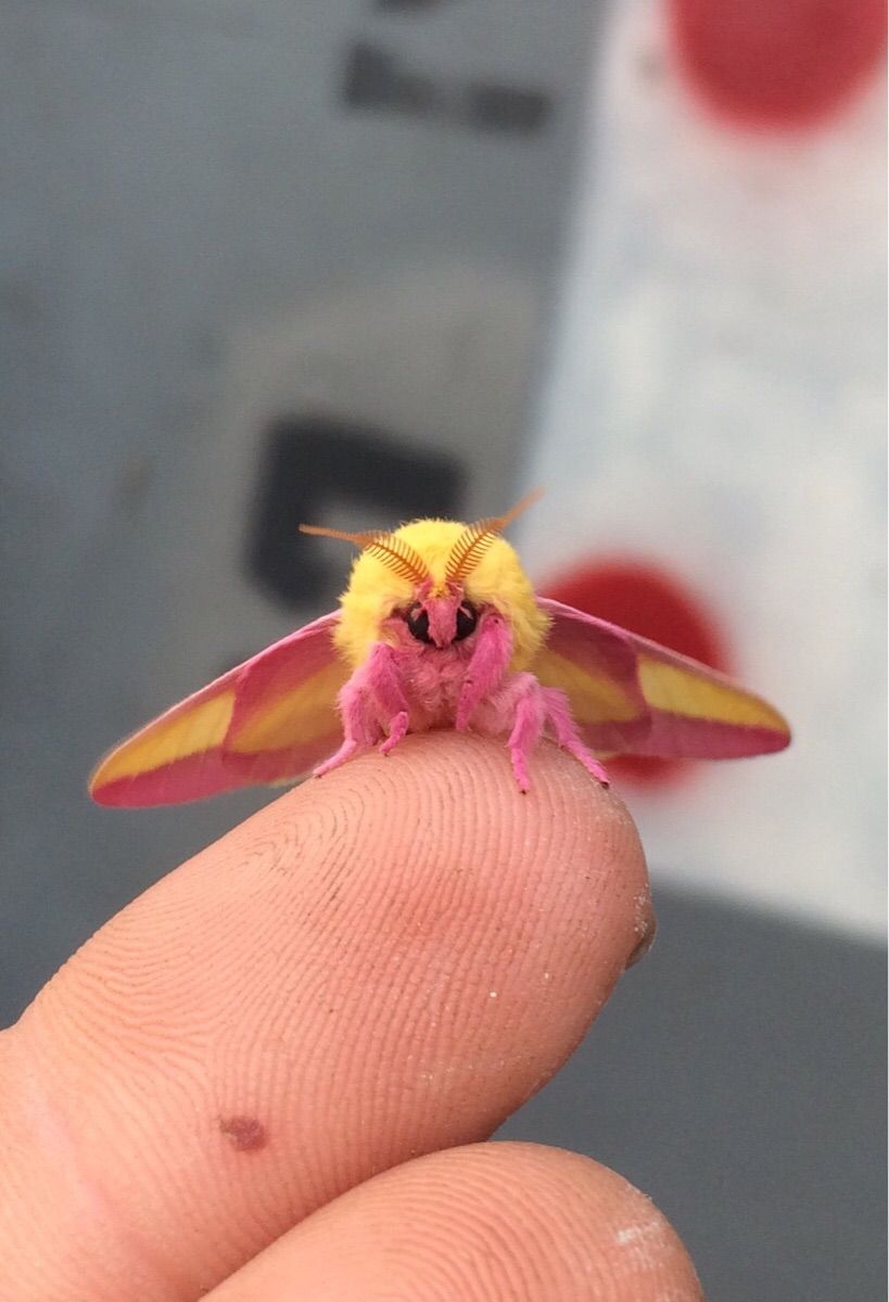 Saw this little guy at the shooting range today. Rosy maple moth, Colorful moths, Animals