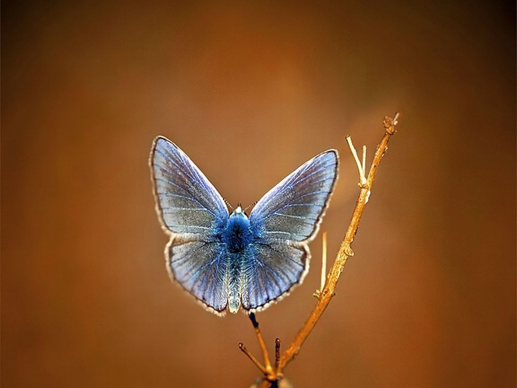 Beautiful Moth, Beautiful, Cute, Moth, Picture. Moth, Beautiful, Picture