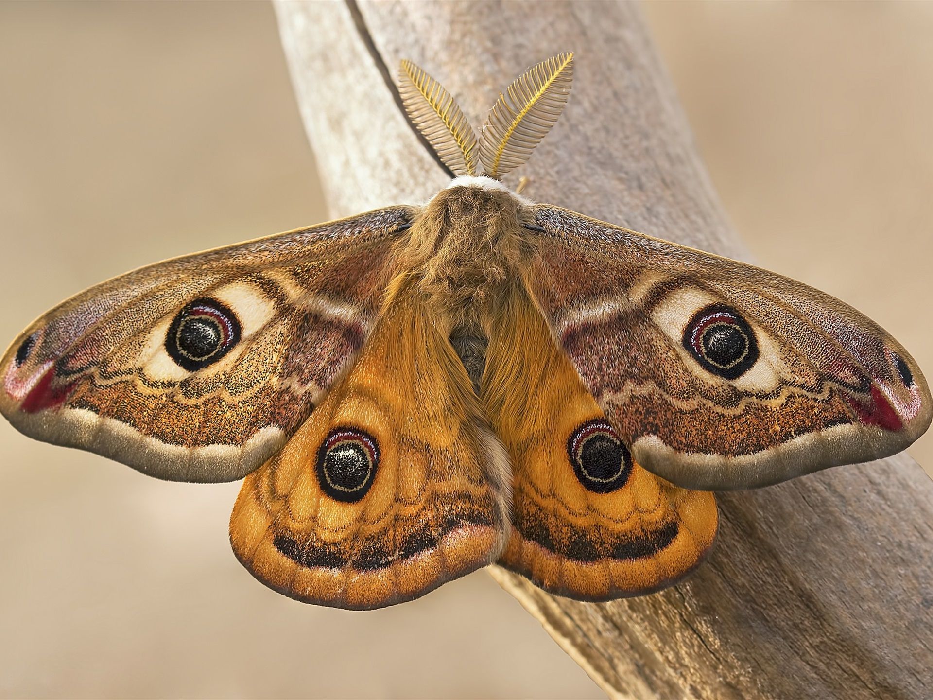 Wallpaper Emperor moth, butterfly, wings, insect 1920x1440 HD Picture, Image