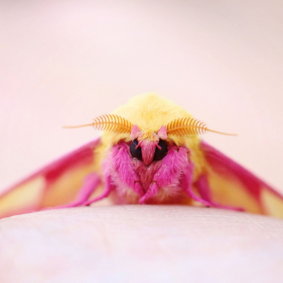 Rosy Maple Moths Are a Thing, and Twitter Is Freaking out Over Their Unreal Beauty. Rosy maple moth, Cute moth, Pink moth