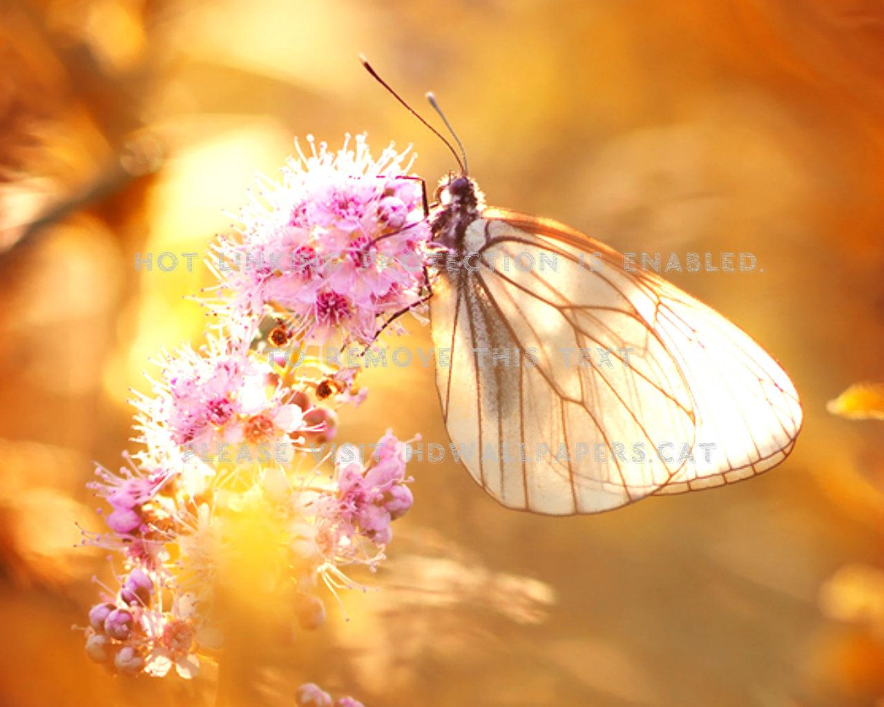 butterfly moth cute animals flowers