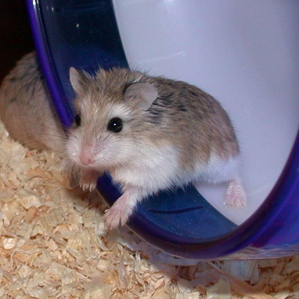 funny hamster wallpaper for Android