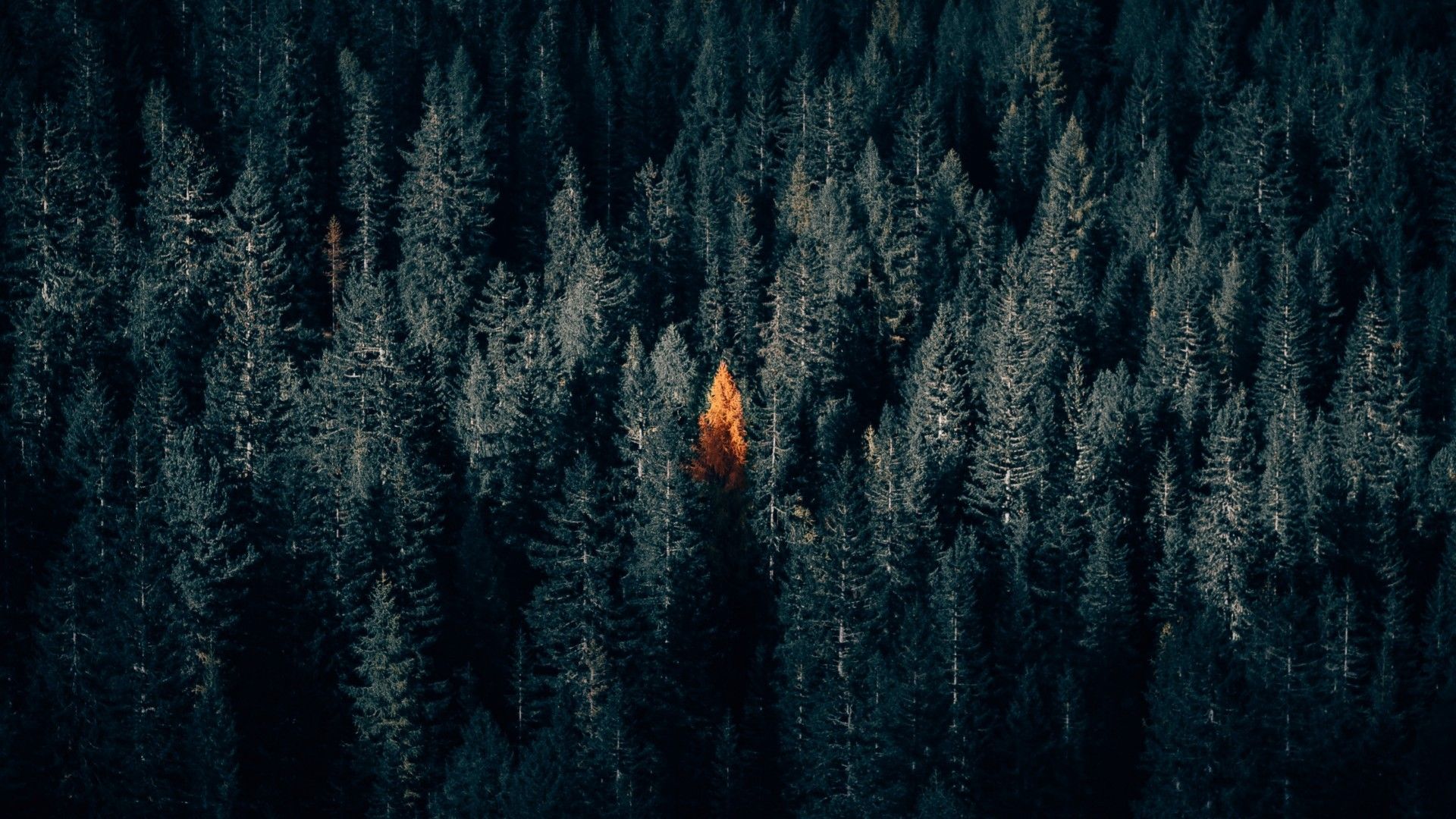 Dark Forest, Autumn, Fall, Aerial View Wallpaper HD HD Wallpaper