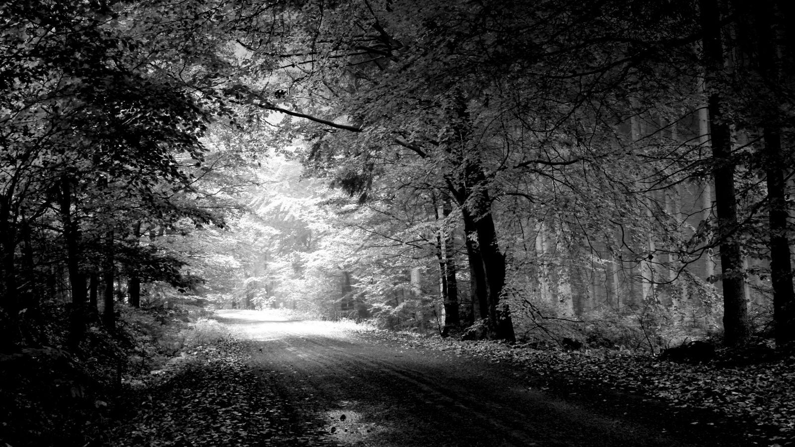 Download Wallpaper 1600x900 Road, Autumn, Black And White, Trees, Pool Widescreen 16:9 HD Background