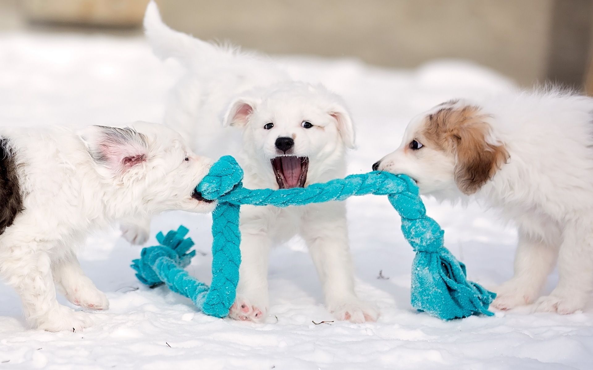 Cute Winter Puppy Wallpaper