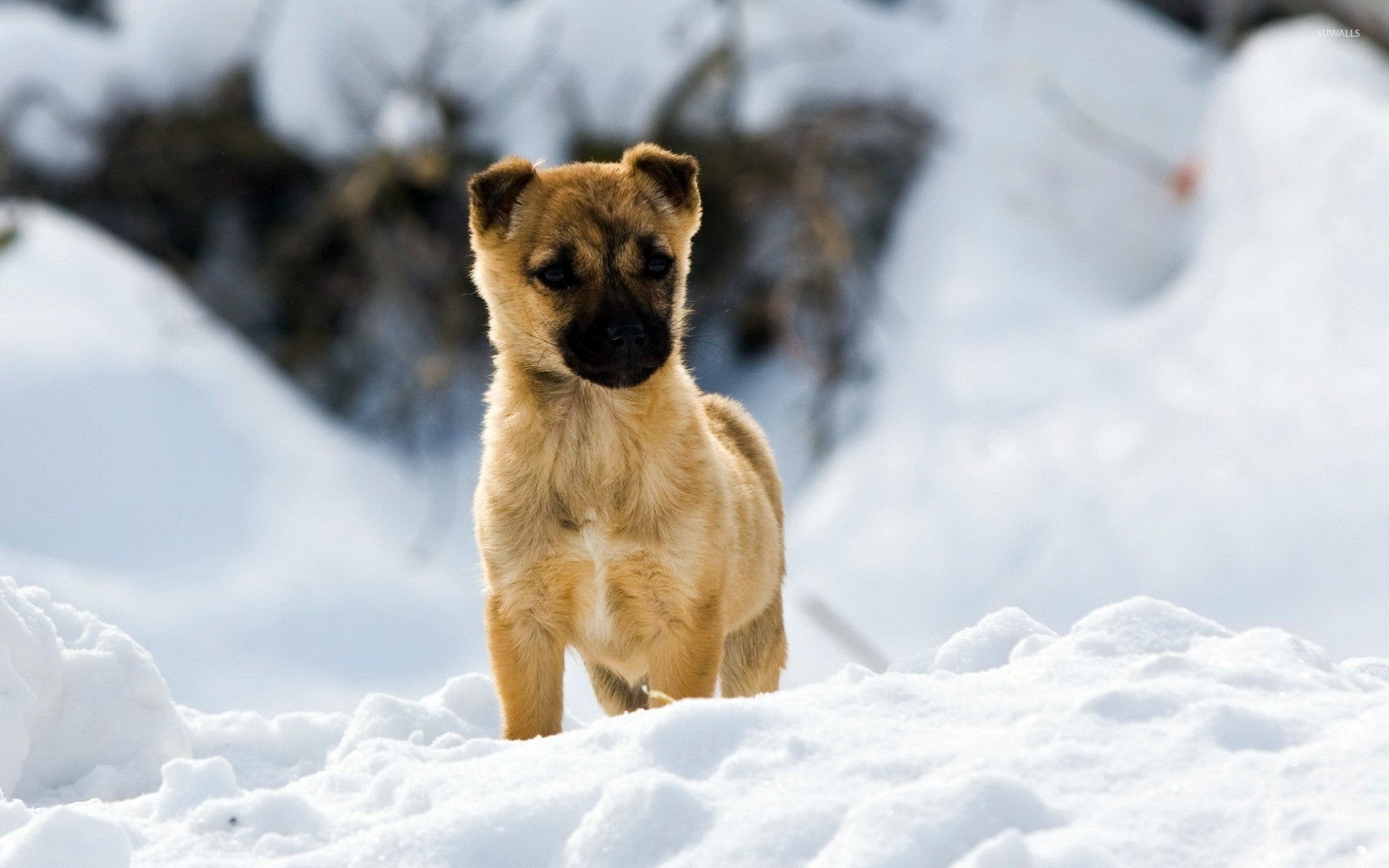 Puppy in the snow wallpaper wallpaper - Animals, Puppies, Snow animals