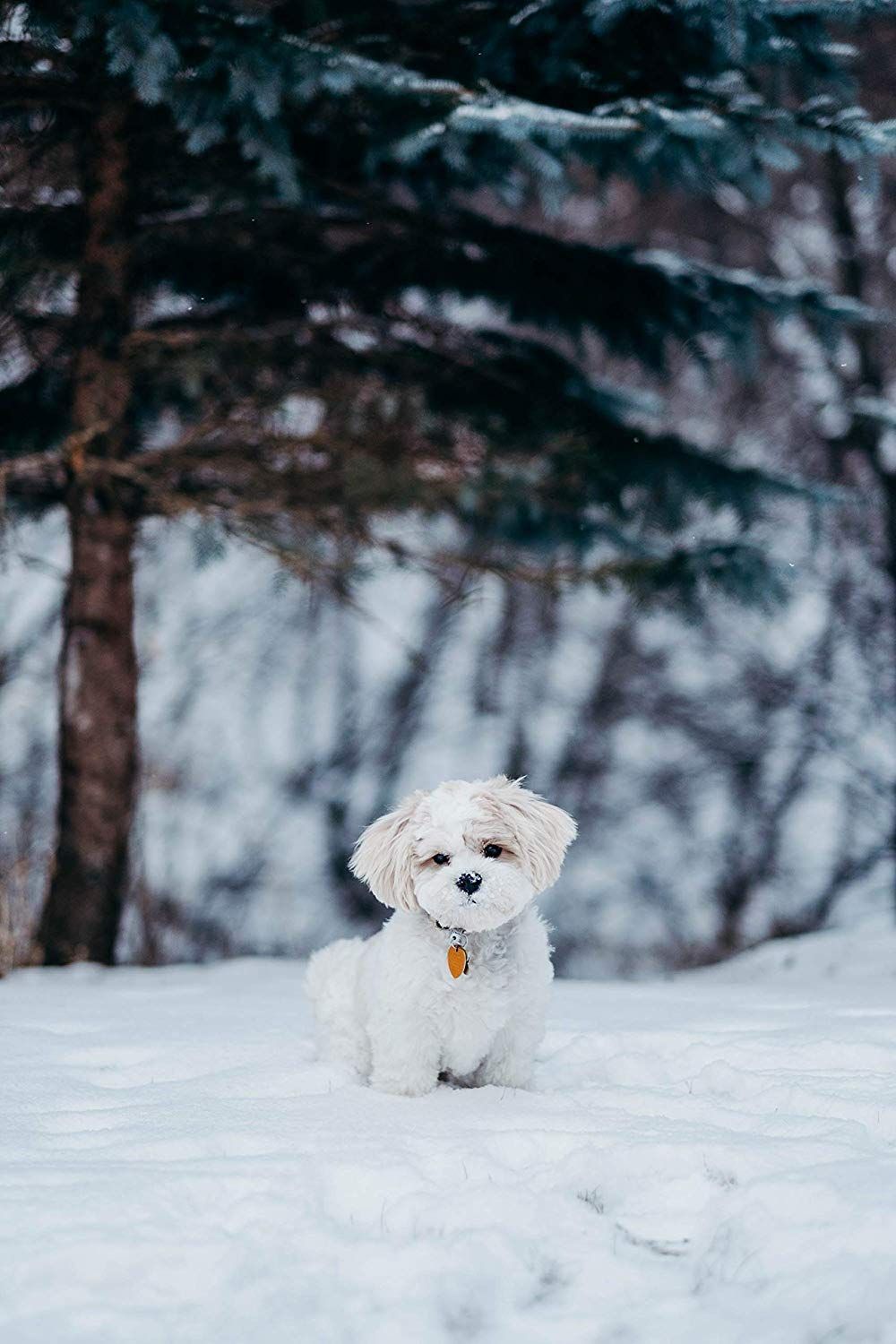 Tree Forest Winter. Cute dog picture, Cute puppy wallpaper, Cute dogs