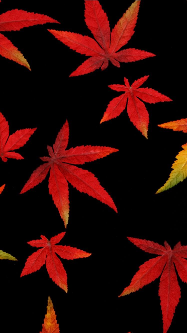 Autumn Leaves in Black Background 4K Wallpaper Px. Best HQ Wallpaper