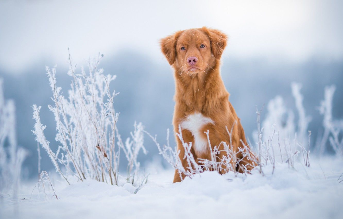 Wallpaper winter, frost, field, grass, look, snow, nature, dog, red, cute, puppy, sitting, light background, Retriever, twigs, blade image for desktop, section собаки