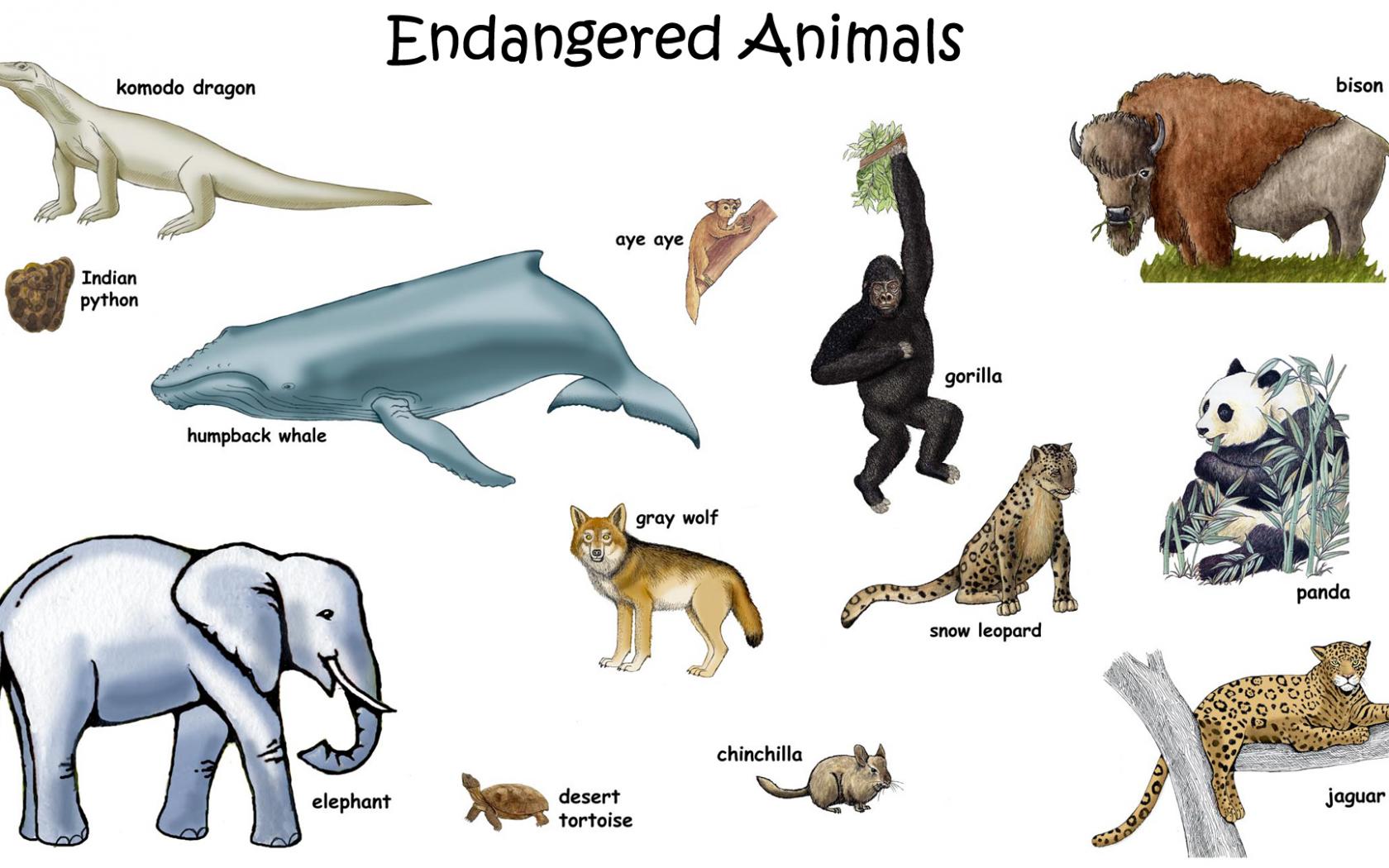 Endangered Species Wallpaper. Species Biology Wallpaper, Flaw Endangered Species Wallpaper and Endangered Species Wallpaper