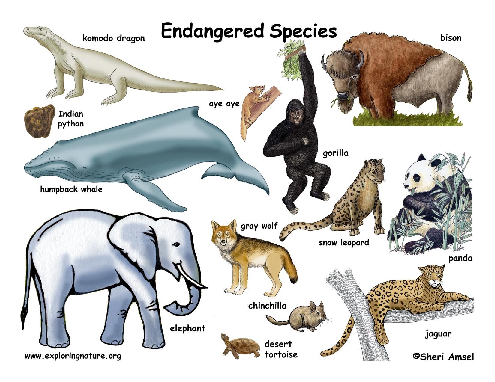 Endangered Species Wallpaper. Species Biology Wallpaper, Flaw Endangered Species Wallpaper and Endangered Species Wallpaper