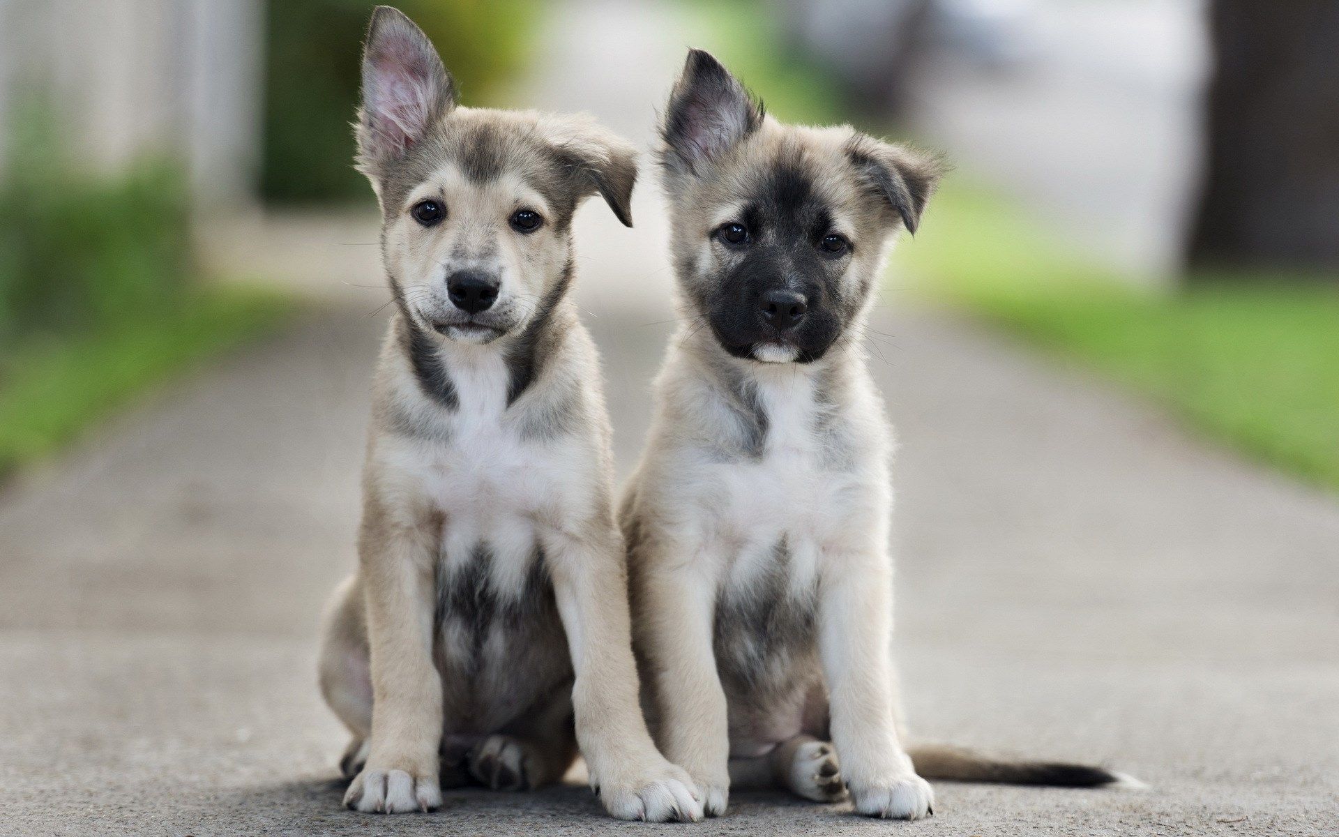 puppies wallpaper free. Really cute puppies, Cute dogs, Cute puppy wallpaper