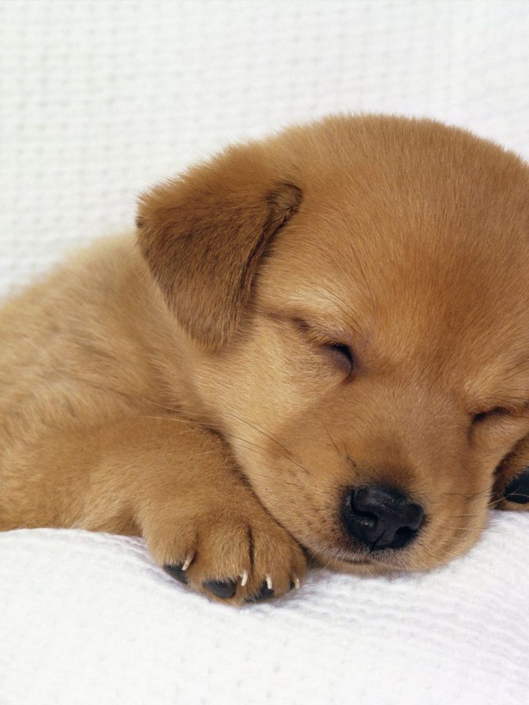 Free download cute puppy wallpaper funny dog wallpaper HD cute dog wallpaper [1600x1200] for your Desktop, Mobile & Tablet. Explore Winter Puppies Wallpaper for Computer. Free Puppies Wallpaper, Wolf