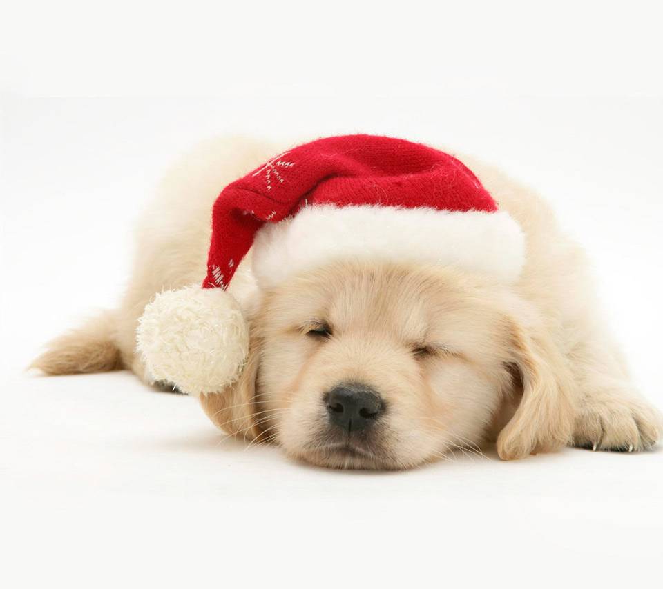 Christmas Puppy wallpaper